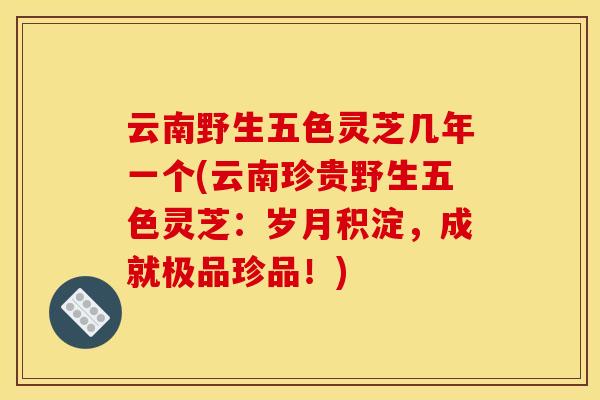 云南野生五色灵芝几年一个(云南珍贵野生五色灵芝:岁月积淀,成就极品珍品!)