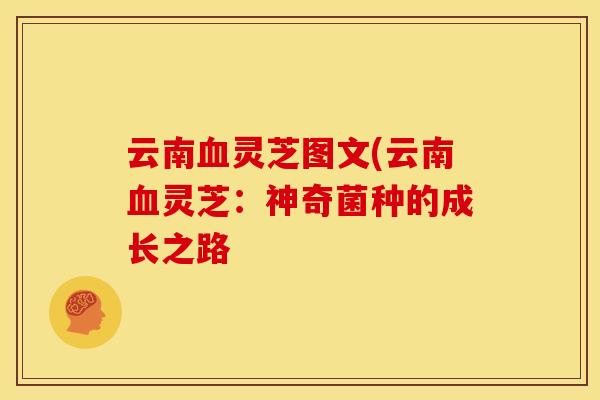 云南血灵芝图文(云南血灵芝:神奇菌种的成长之路