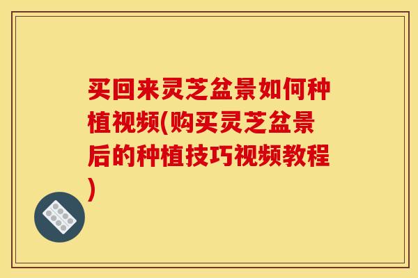 买回来灵芝盆景如何种植视频(购买灵芝盆景后的种植技巧视频教程)