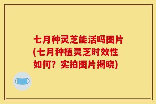 七月种灵芝能活吗图片(七月种植灵芝时效性如何?实拍图片揭晓)