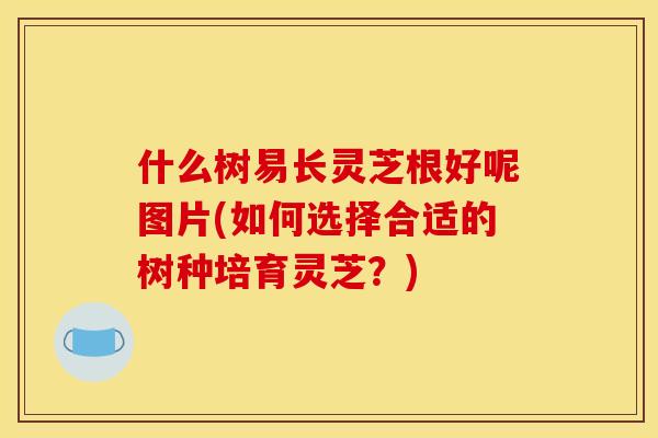 什么树易长灵芝根好呢图片(如何选择合适的树种培育灵芝？)