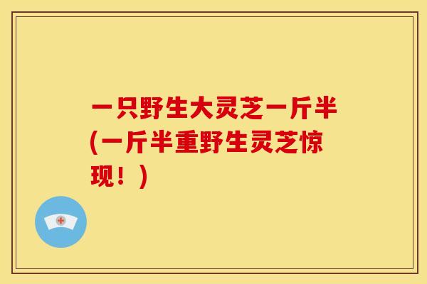 一只野生大灵芝一斤半(一斤半重野生灵芝惊现!)