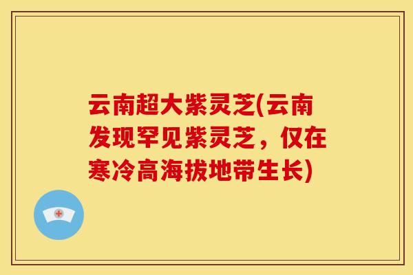 云南超大紫灵芝(云南发现罕见紫灵芝，仅在寒冷高海拔地带生长)