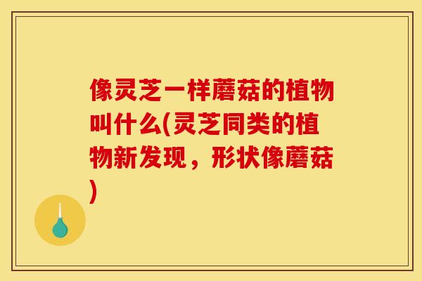 像灵芝一样蘑菇的植物叫什么(灵芝同类的植物新发现,形状像蘑菇)