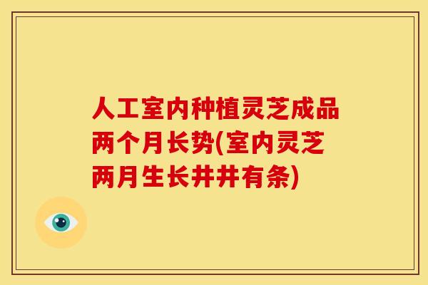 人工室内种植灵芝成品两个月长势(室内灵芝两月生长井井有条)