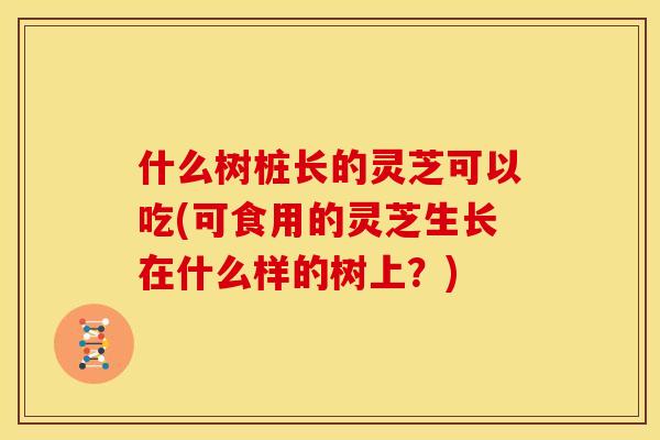 什么树桩长的灵芝可以吃(可食用的灵芝生长在什么样的树上?)