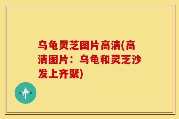 乌龟灵芝图片高清(高清图片：乌龟和灵芝沙发上齐聚)