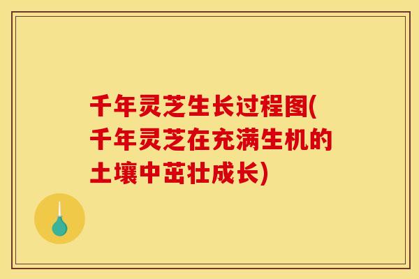 千年灵芝生长过程图(千年灵芝在充满生机的土壤中茁壮成长)