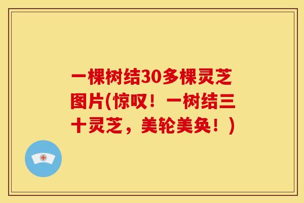 一棵树结30多棵灵芝图片(惊叹!一树结三十灵芝,美轮美奂!)