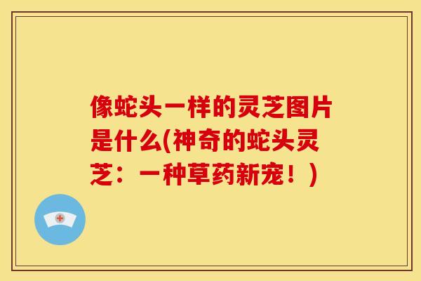 像蛇头一样的灵芝图片是什么(神奇的蛇头灵芝:一种草药新宠!)
