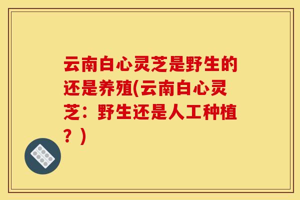 云南白心灵芝是野生的还是养殖(云南白心灵芝:野生还是人工种植?)
