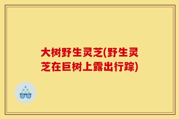 大树野生灵芝(野生灵芝在巨树上露出行踪)