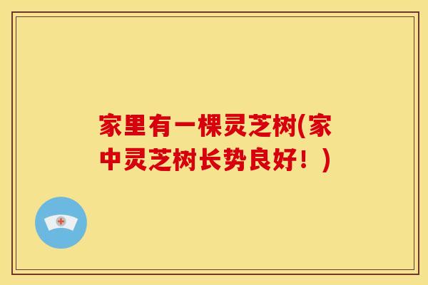 家里有一棵灵芝树(家中灵芝树长势良好!)