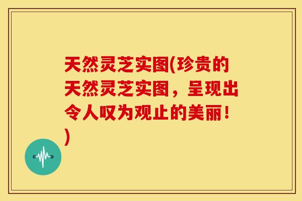 天然灵芝实图(珍贵的天然灵芝实图,呈现出令人叹为观止的美丽!)