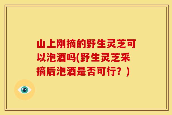 山上刚摘的野生灵芝可以泡酒吗(野生灵芝采摘后泡酒是否可行?)