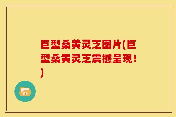 巨型桑黄灵芝图片(巨型桑黄灵芝震撼呈现!)