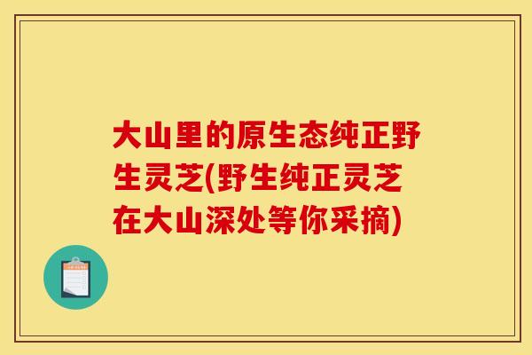 大山里的原生态纯正野生灵芝(野生纯正灵芝在大山深处等你采摘)