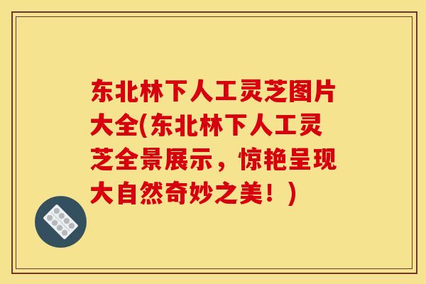 东北林下人工灵芝图片大全(东北林下人工灵芝全景展示，惊艳呈现大自然奇妙之美！)