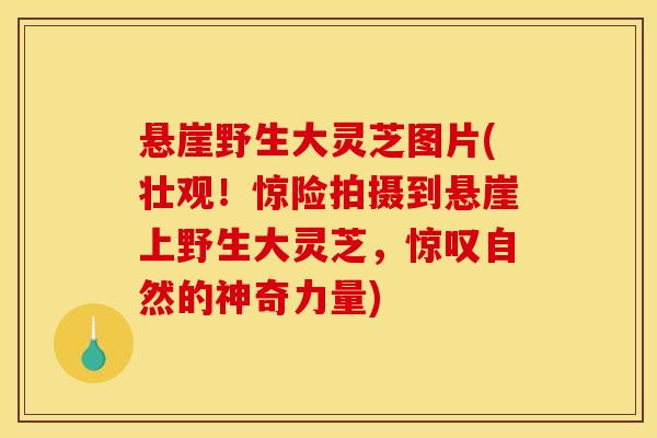 悬崖野生大灵芝图片(壮观!惊险拍摄到悬崖上野生大灵芝,惊叹自然的神奇力量)