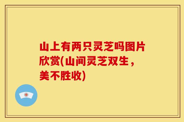 山上有两只灵芝吗图片欣赏(山间灵芝双生，美不胜收)
