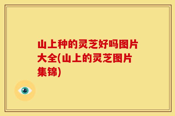 山上种的灵芝好吗图片大全(山上的灵芝图片集锦)