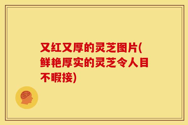 又红又厚的灵芝图片(鲜艳厚实的灵芝令人目不暇接)