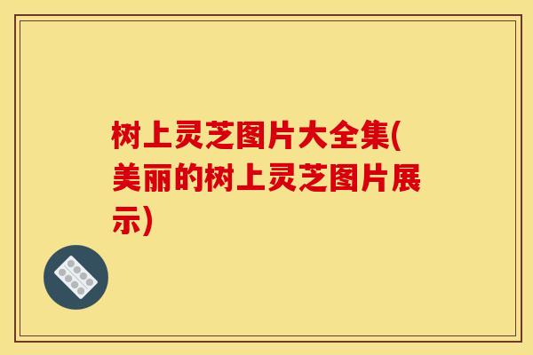 树上灵芝图片大全集(美丽的树上灵芝图片展示)
