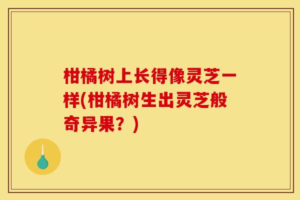 柑橘树上长得像灵芝一样(柑橘树生出灵芝般奇异果?)