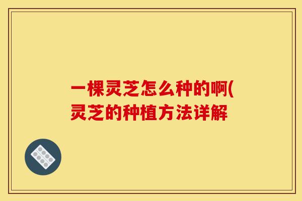 一棵灵芝怎么种的啊(灵芝的种植方法详解