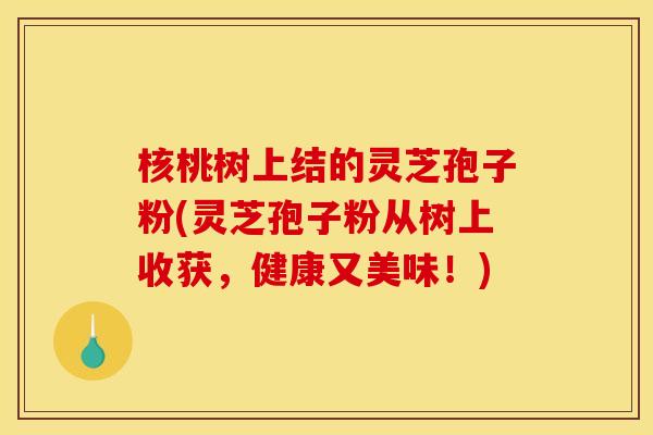 核桃树上结的灵芝孢子粉(灵芝孢子粉从树上收获，健康又美味！)
