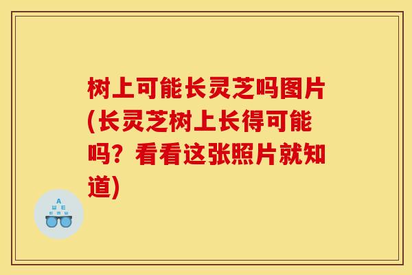 树上可能长灵芝吗图片(长灵芝树上长得可能吗？看看这张照片就知道)