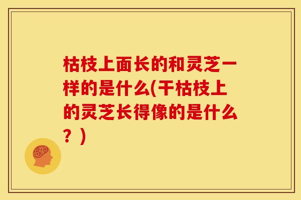 枯枝上面长的和灵芝一样的是什么(干枯枝上的灵芝长得像的是什么？)