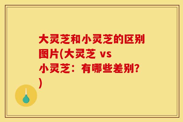 大灵芝和小灵芝的区别图片(大灵芝 vs 小灵芝:有哪些差别?)