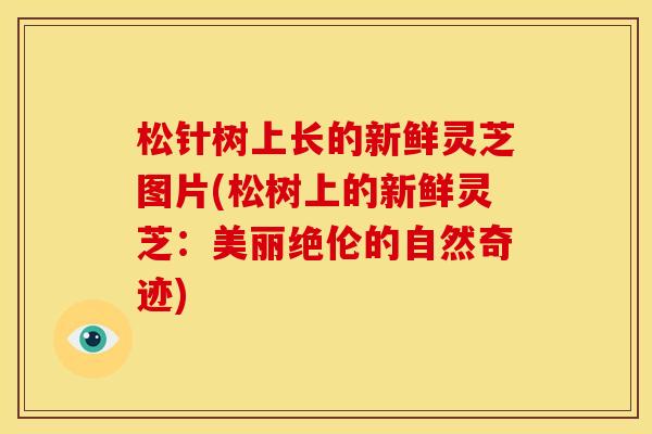 松针树上长的新鲜灵芝图片(松树上的新鲜灵芝：美丽绝伦的自然奇迹)
