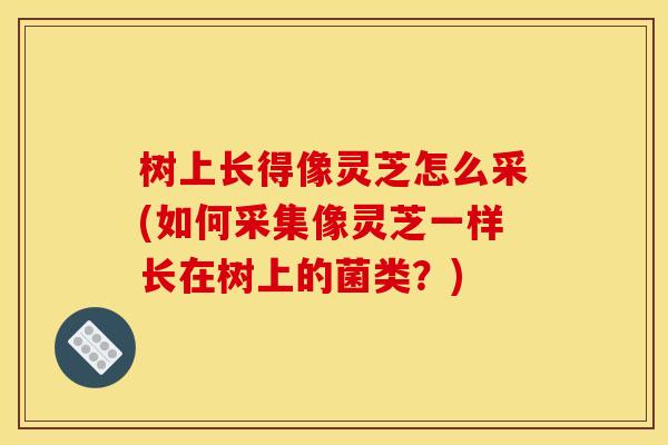 树上长得像灵芝怎么采(如何采集像灵芝一样长在树上的菌类?)