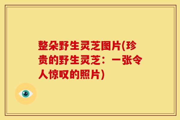 整朵野生灵芝图片(珍贵的野生灵芝：一张令人惊叹的照片)