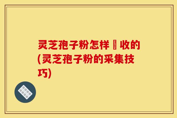 灵芝孢子粉怎样釆收的(灵芝孢子粉的采集技巧)