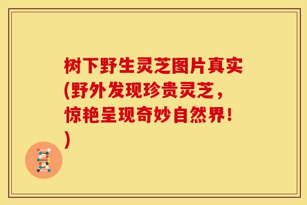 树下野生灵芝图片真实(野外发现珍贵灵芝,惊艳呈现奇妙自然界!)