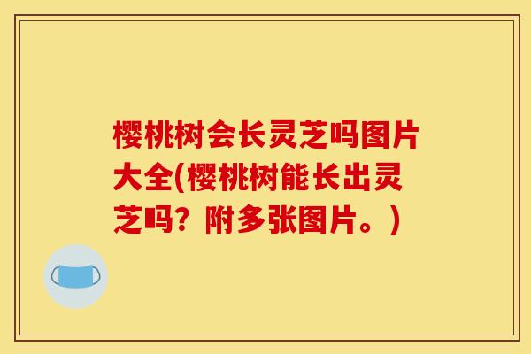 樱桃树会长灵芝吗图片大全(樱桃树能长出灵芝吗?附多张图片。)