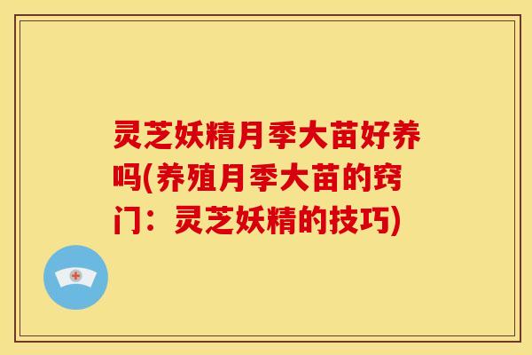 灵芝妖精月季大苗好养吗(养殖月季大苗的窍门:灵芝妖精的技巧)