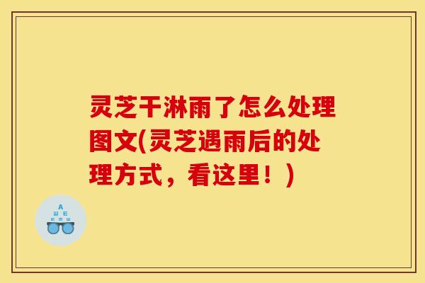 灵芝干淋雨了怎么处理图文(灵芝遇雨后的处理方式,看这里!)