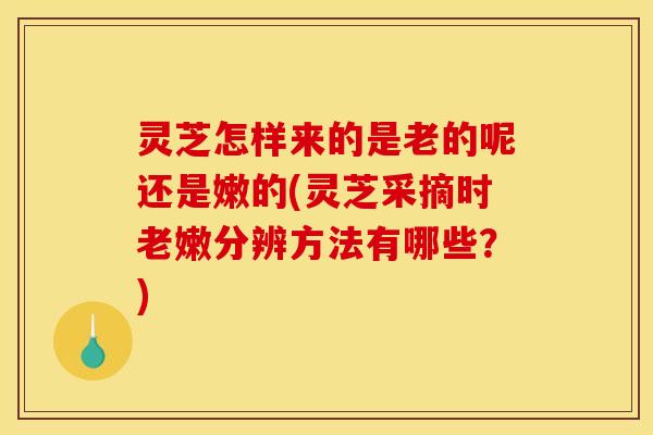 灵芝怎样来的是老的呢还是嫩的(灵芝采摘时老嫩分辨方法有哪些？)