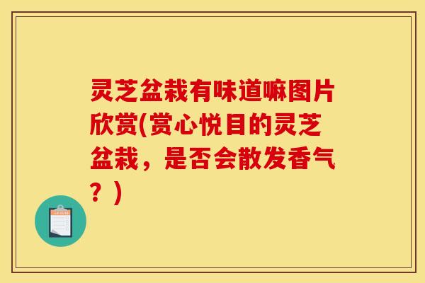灵芝盆栽有味道嘛图片欣赏(赏心悦目的灵芝盆栽,是否会散发香气?)