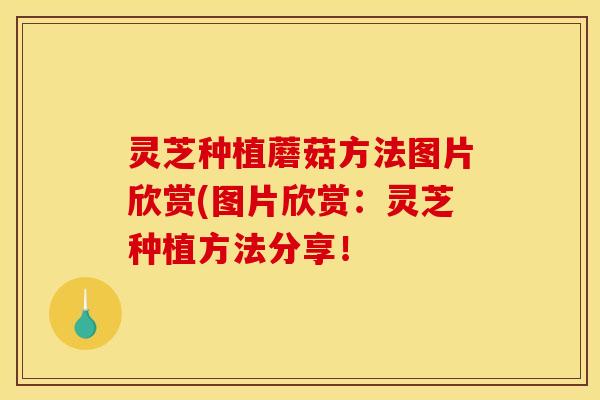 灵芝种植蘑菇方法图片欣赏(图片欣赏:灵芝种植方法分享!