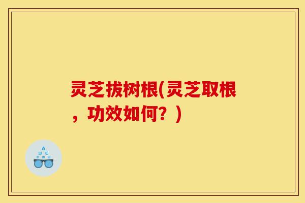 灵芝拔树根(灵芝取根，功效如何？)