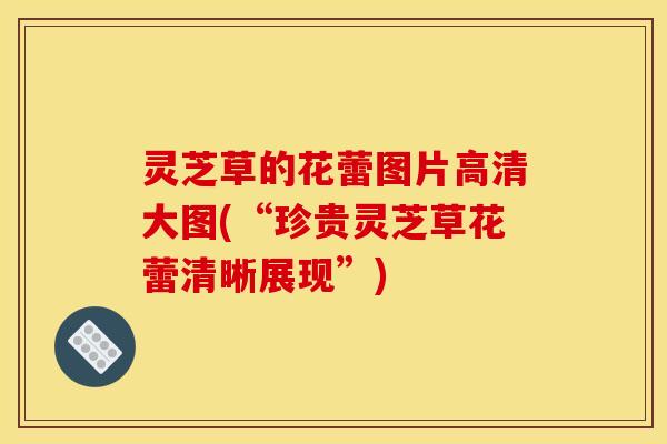 灵芝草的花蕾图片高清大图(“珍贵灵芝草花蕾清晰展现”)