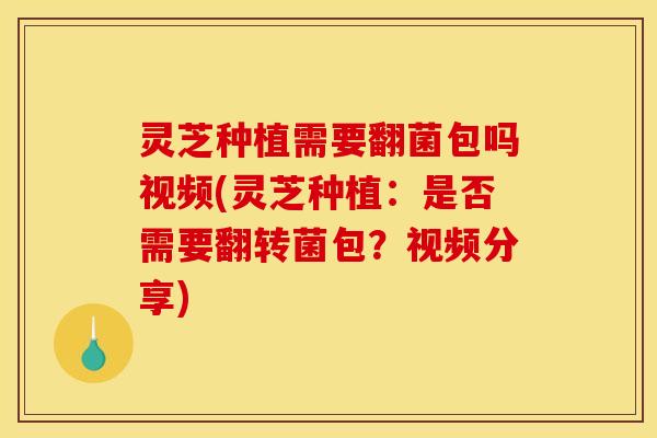 灵芝种植需要翻菌包吗视频(灵芝种植:是否需要翻转菌包?视频分享)