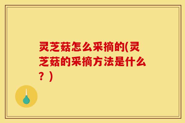灵芝菇怎么采摘的(灵芝菇的采摘方法是什么?)