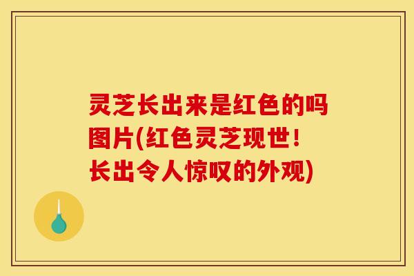 灵芝长出来是红色的吗图片(红色灵芝现世!长出令人惊叹的外观)