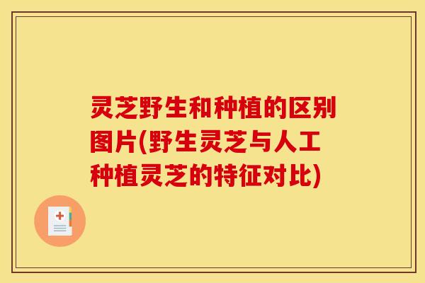 灵芝野生和种植的区别图片(野生灵芝与人工种植灵芝的特征对比)